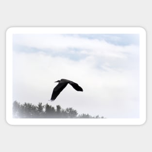 Great Blue Heron Flying Past the Clouds Above Trojan Pond 5 Sticker